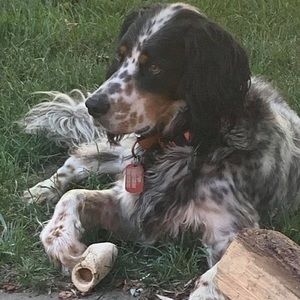 Meet your Posher, Dennis